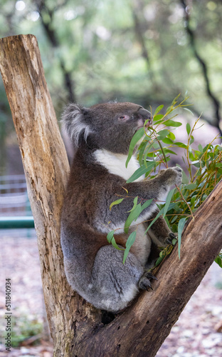 Koala sitting in a tree at the Cleland Conservation Park near Adelaide in South Australia