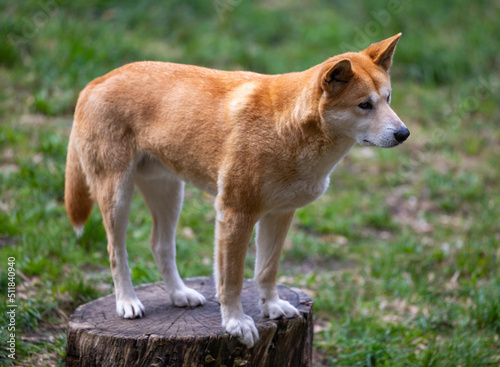 Dingo waiting to be fed at a wildlife conservation park near Adelaide, South Australia 