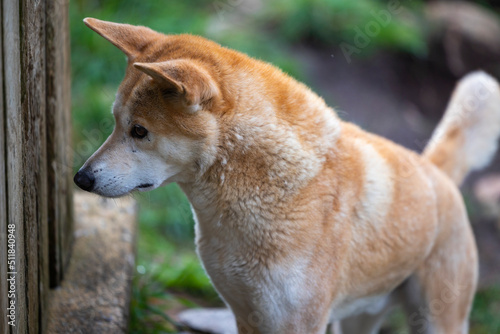 Dingo waiting to be fed at a wildlife conservation park near Adelaide, South Australia 