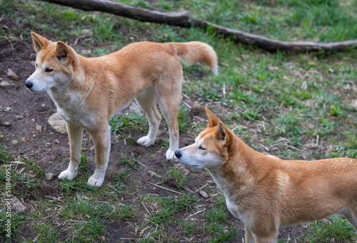Pack of dingoes waiting to be fed at a wildlife conservation park near Adelaide, South Australia  © hyserb