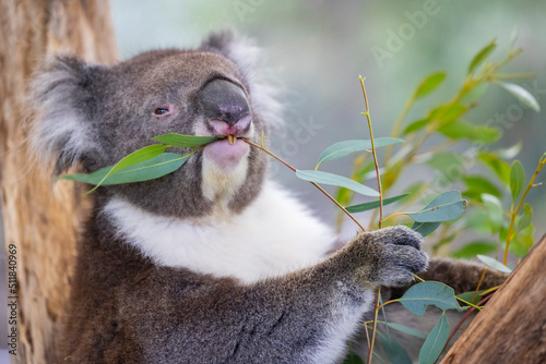 Koala sitting in a tree at the Cleland Conservation Park near Adelaide in South Australia