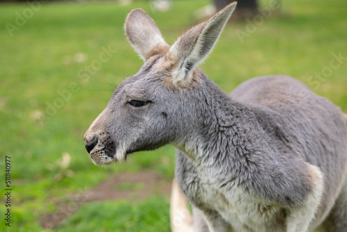 Close up of large grey Kangaroo in Cleland Conservation Park near Adelaide  South Australia