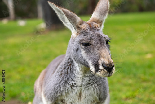 Close up of large grey Kangaroo in Cleland Conservation Park near Adelaide, South Australia