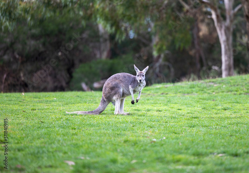 Large grey Kangaroo at a wildlife conservation park near Adelaide, South Australia