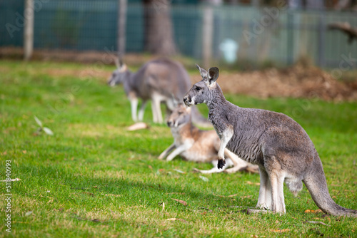 Large grey Kangaroo at a wildlife conservation park near Adelaide  South Australia