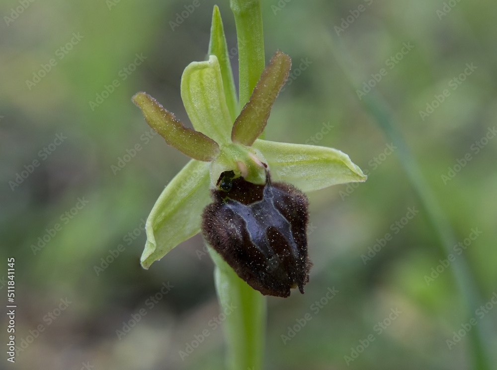 Foto orchidea spontanea ophrys incubacea