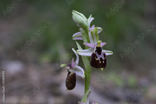 orchidea spontanea ophrys incubacea photo