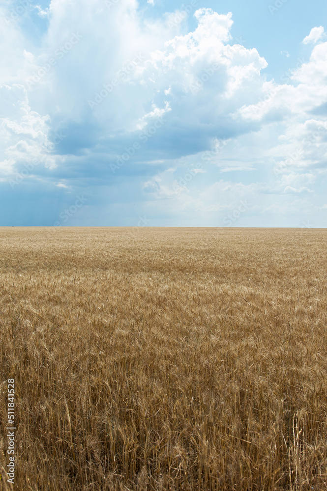 Golden wheat field and blue sky with clouds