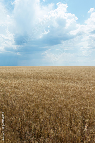Golden wheat field and blue sky with clouds