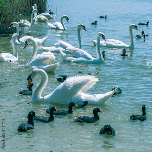 A white swans with an orange beak and the gray chicks while swimming in a pond