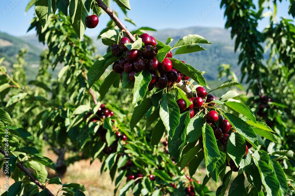 JERTE VALLEY, WONDERFUL IN SPRING, PICKED FROM THE FAMOUS JERTE CHERRY JERTE VALLEY, WONDERFUL IN SPRING, PICKED FROM THE FAMOUS JERTE CHERRY