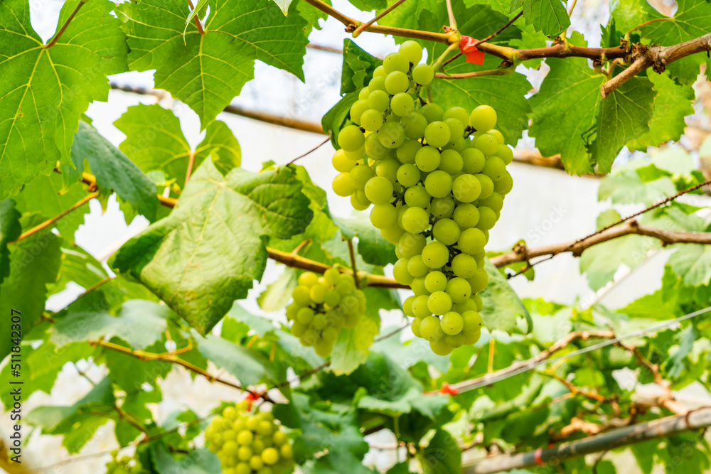 Bunch of fresh  grapes on a vine. Fresh white grapes hanging on branches of vine in vineyard with leaves in the background.