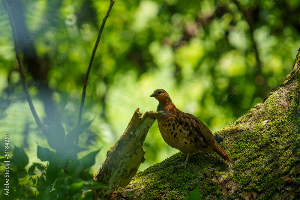 Obraz premium 仲間を探す小綬鶏