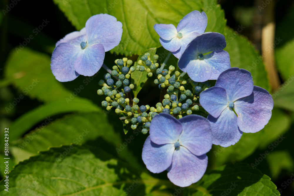 ガク紫陽花