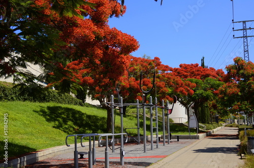 Sports ground in the park. Exercise equipment for sports  flowering tree Delonix regia. Healthy lifestyle  public fitness center.