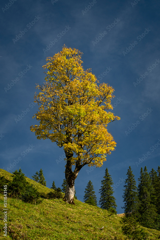 Obraz premium Herbststimmung in der Morgensonne im Karwendelgebirge in den österreichischen Alpen mit Blick auf einen Berg Ahorn und dem Gamsjoch im Hintergrund 