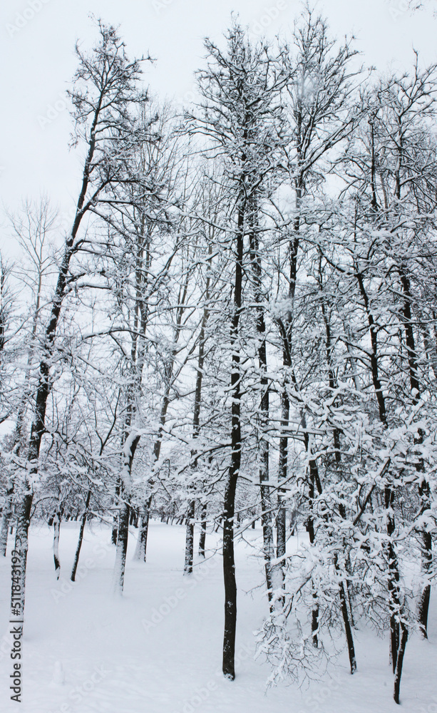 Christmas and New Year. Winter landscape. The tall trees of the city park are wrapped in snow Christmas and New Year. Winter landscape. The tall trees of the city park are wrapped in snow