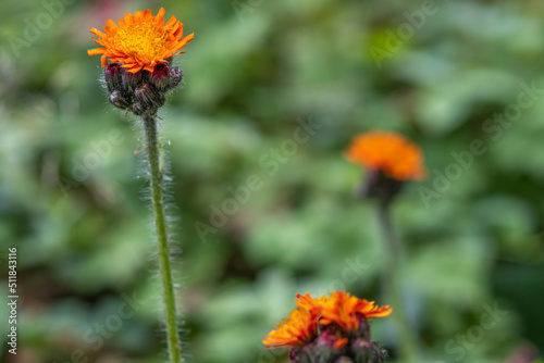 Orange Hieracium in the field outside, close up ohoto made in Weert the Netherlands