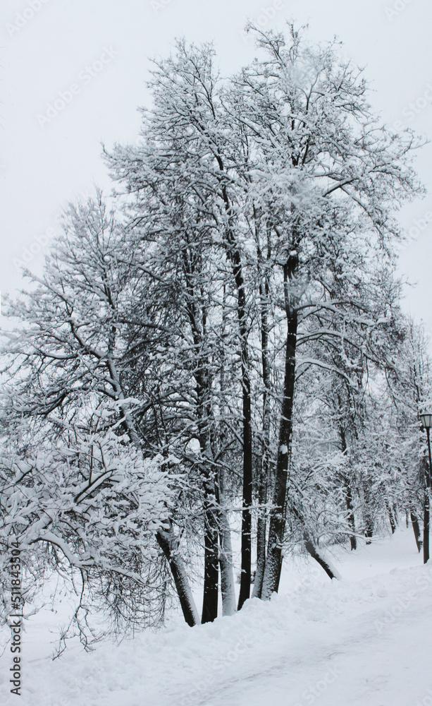 Fototapeta premium Winter landscape, Christmas and New Year. Quiet silence under a blanket of snow