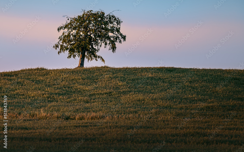 Obraz premium Lone tree in the field