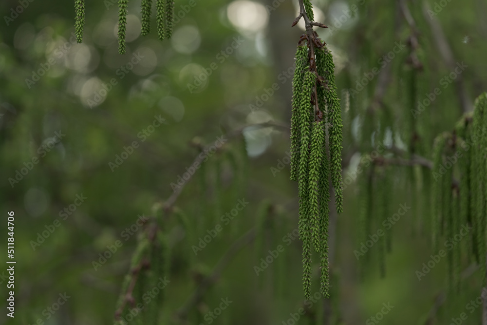 Aspen tree inflorescences closeup in spring