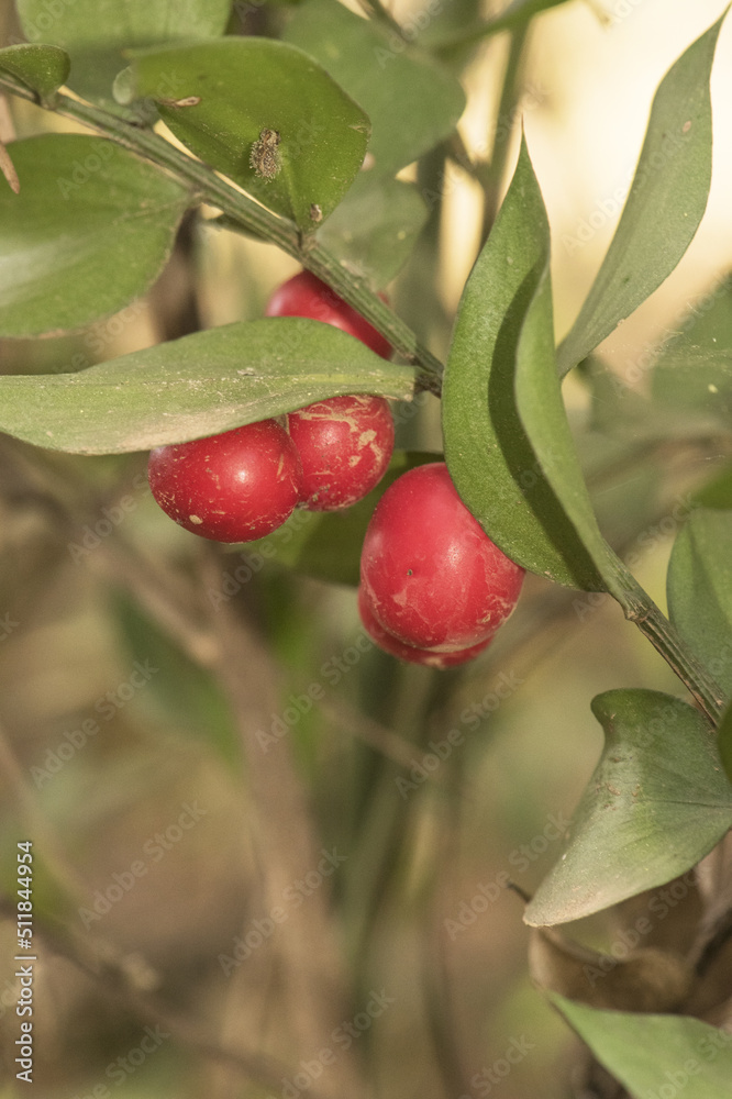 Ruscus aculeatus butcher's broom, knee holly or piaranthus deep red spherical berries attached to pointed green leaf-like stems on natural green background Ruscus aculeatus butcher's broom, knee holly or piaranthus deep red spherical berries attached to pointed green leaf-like stems on natural green background