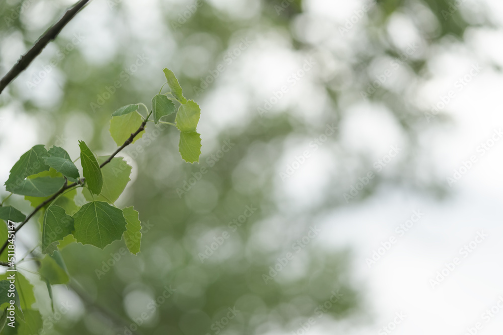 Branches of aspen tree with fresh leaves closeup Branches of aspen tree with fresh leaves closeup
