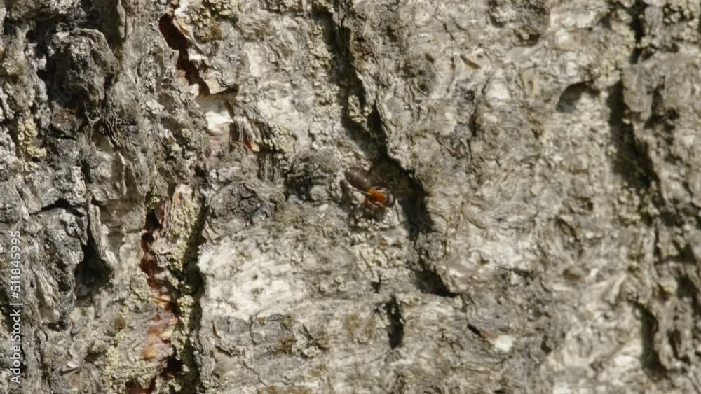 A look of the red ant crawling everywhere the cut log in the forest in Estonia A look of the red ant crawling everywhere the cut log in the forest in Estonia