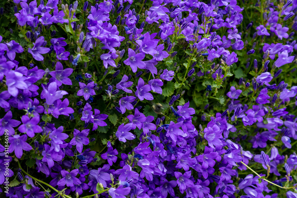 purple flower, plant