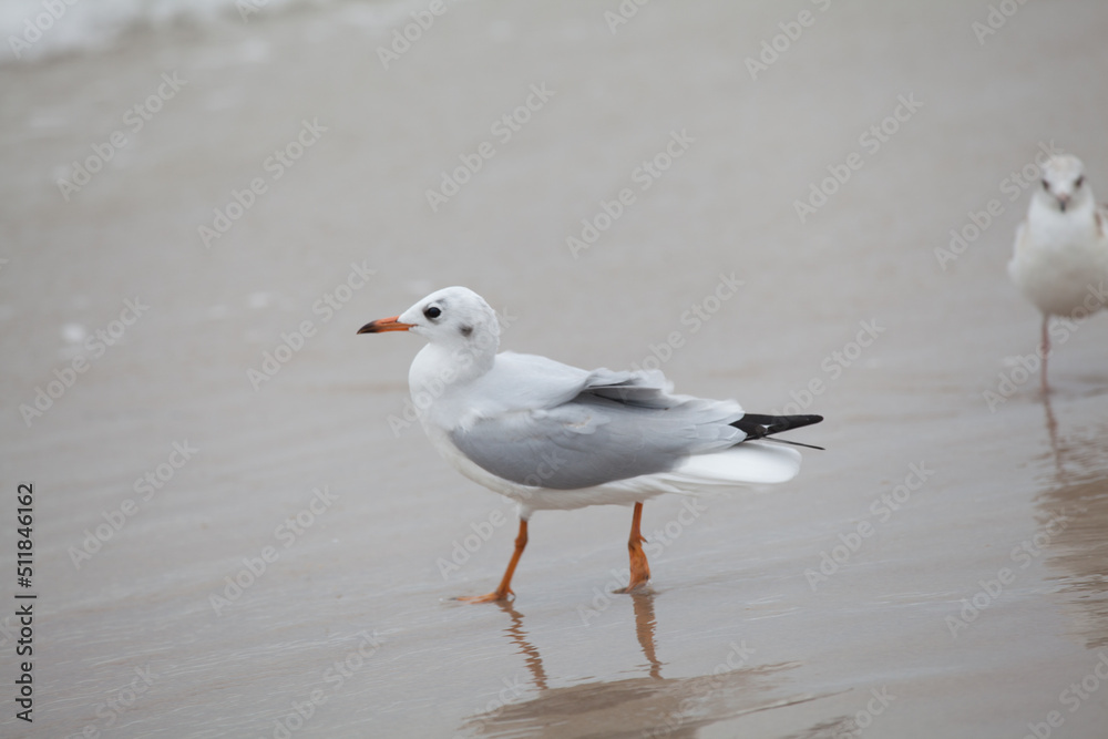 Seagull in the natural environment on the Baltic Sea. Seagull in the natural environment on the Baltic Sea.