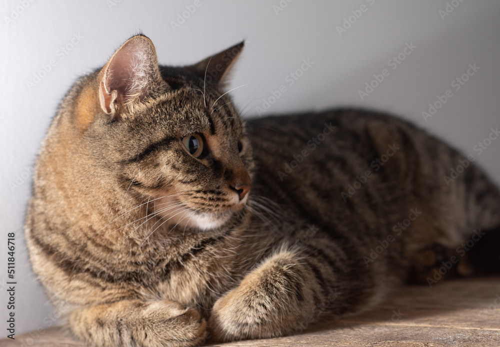 European shorthair cat. Portrait of a domestic striped brown cat. Muzzle with mustache. Animal at home. European shorthair cat. Portrait of a domestic striped brown cat. Muzzle with mustache. Animal at home.