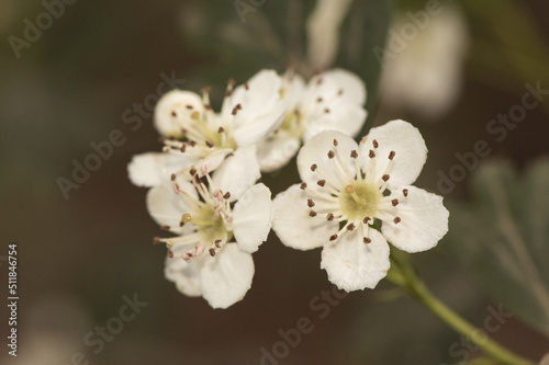Crataegus monogyna common hawthorn waxy white flowers, light purple stamens and lobed leaves on natural green background
