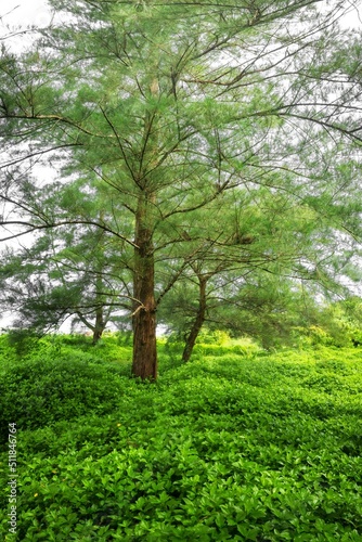 view of pine trees on the beach during the day