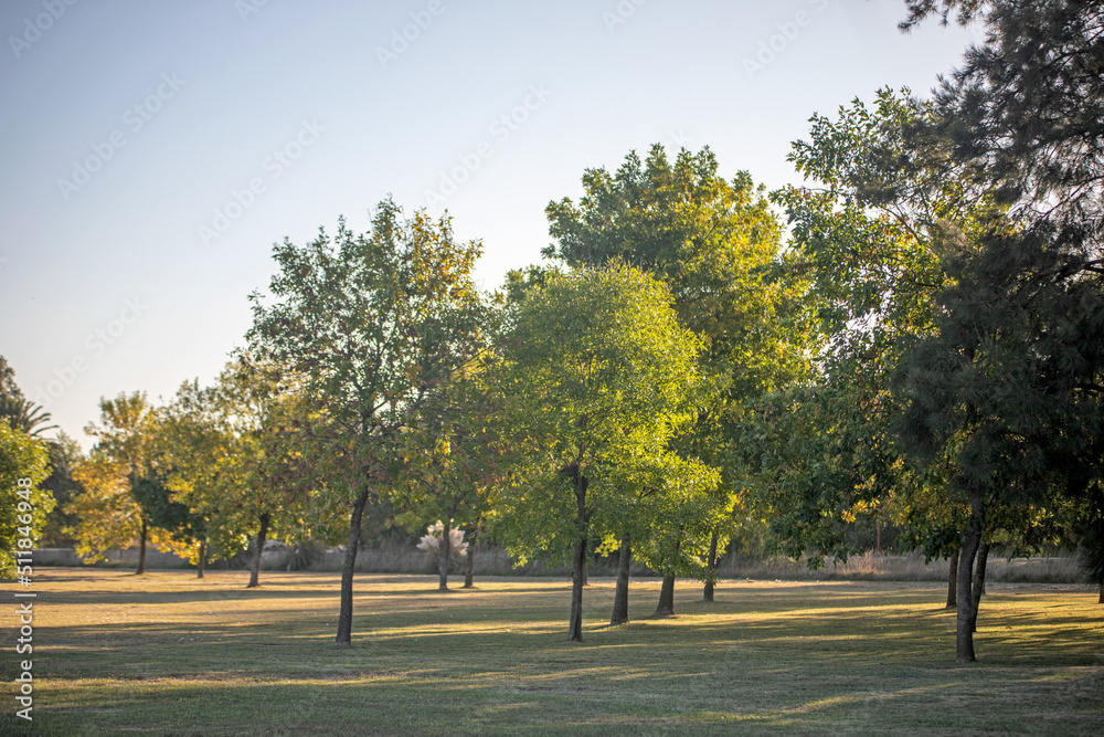 Trees in a park Trees in a park