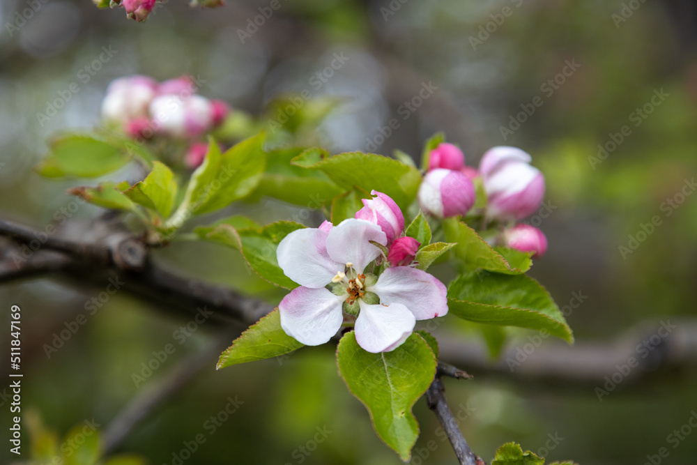 beautiful flowers of apple tree in spring
