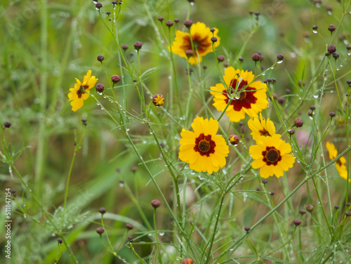 河原に咲く黄色の野草の花 © モトエ ヨシダ