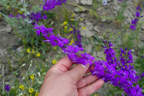 Fototapeta Naklejka Na Ścianę i Meble -  Larkspur Purple flower,close-up larkspur purple flowers,purple flower garden,