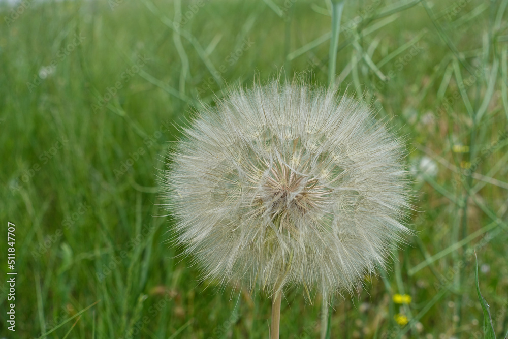 Fototapeta premium hairy dandelion plant,dandelion hairy,large dandelion fluff,