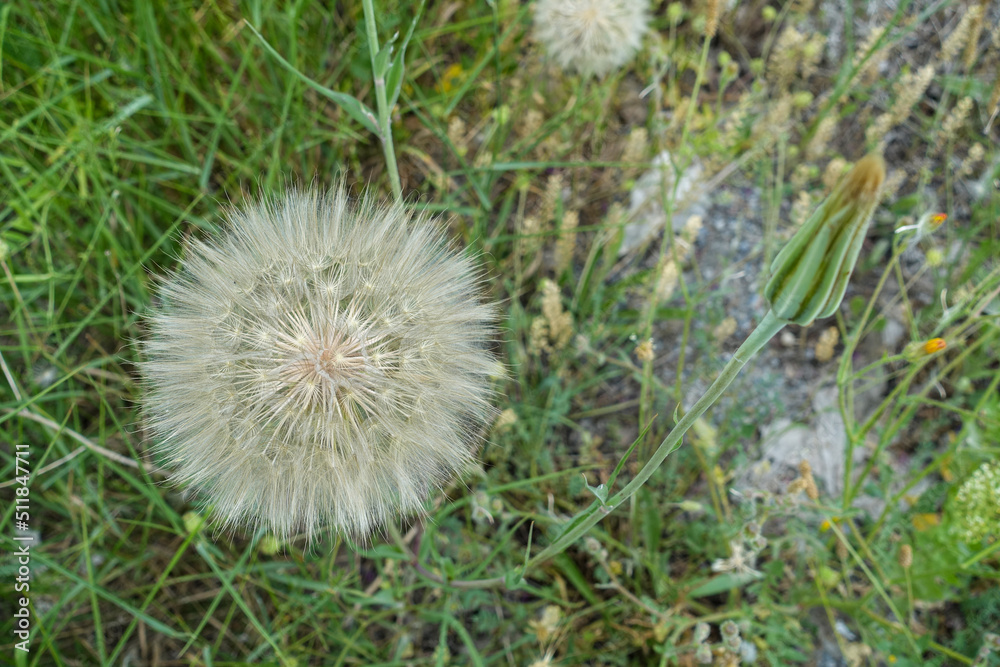 hairy dandelion plant,dandelion hairy,large dandelion fluff, hairy dandelion plant,dandelion hairy,large dandelion fluff,