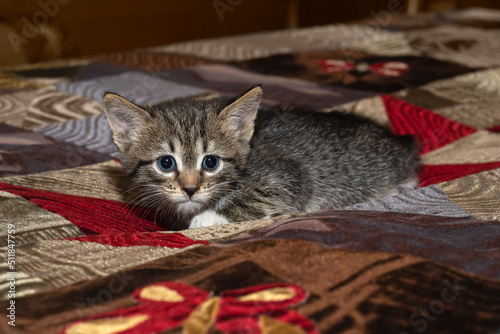A small gray kitten was hiding on a multicolored bedspread. Selective focus © GalinaB
