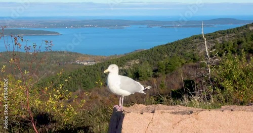 Seagull enjoying the view from Cadillac Mountain down to the Atlantic Ocean, Maine