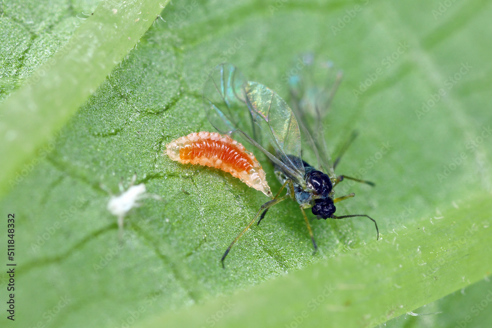 Willow carrot aphid, Cavariella aegopodii hunted by larva of an Aphidoletes aphidimyza (commonly referred to as the aphid midge) on a leaf. Willow carrot aphid, Cavariella aegopodii hunted by larva of an Aphidoletes aphidimyza (commonly referred to as the aphid midge) on a leaf.