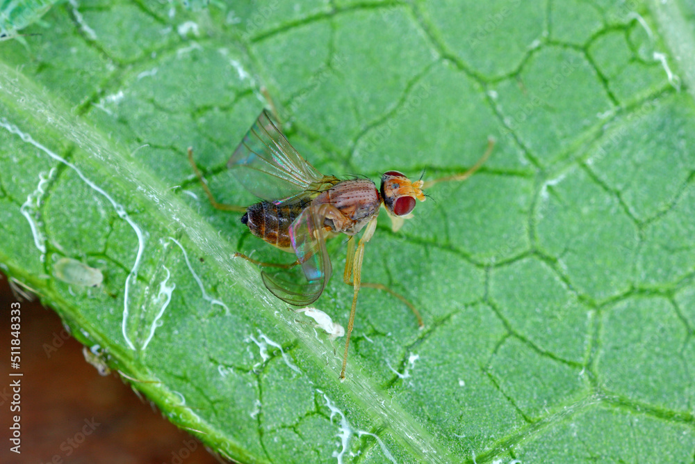 The fly is stuck on the leaf stuck to the honeydew secreted by the aphids. The fly is stuck on the leaf stuck to the honeydew secreted by the aphids.