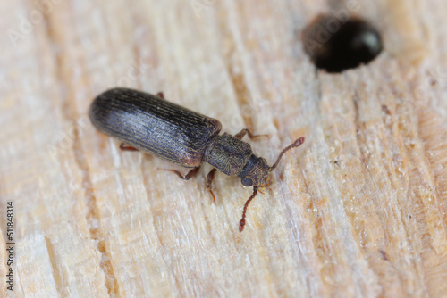 European lyctus beetle - Lyctus linearis. Common wood-destroying insect. photo