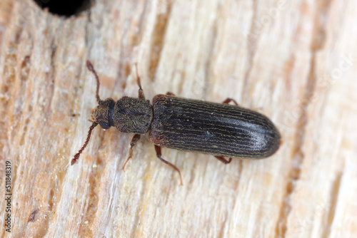 European lyctus beetle - Lyctus linearis. Common wood-destroying insect.