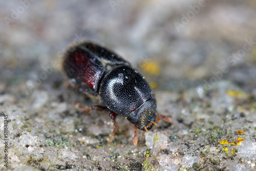 European oak bark beetle, Scolytus intricatus, extreme close-up photo