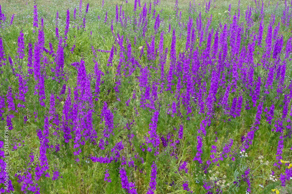 Obraz premium Larkspur purple flowers with green leaves, purple flowers in the fields in continental climate in spring,