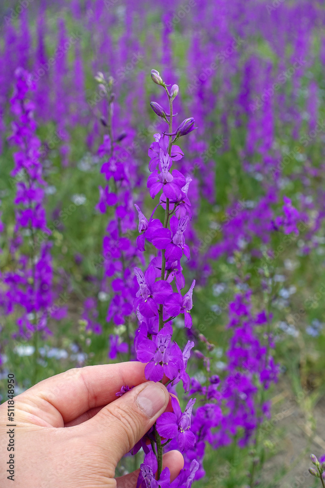 Larkspur purple flowers with green leaves, purple flowers in the fields in continental climate in spring, Larkspur purple flowers with green leaves, purple flowers in the fields in continental climate in spring,