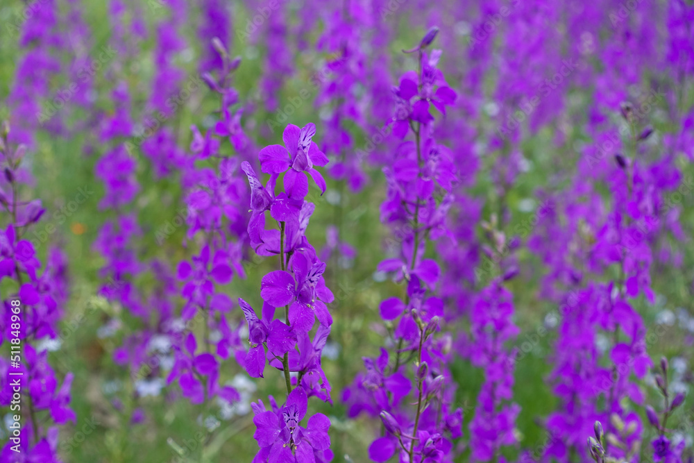 Obraz premium Larkspur purple flowers with green leaves, purple flowers in the fields in continental climate in spring,