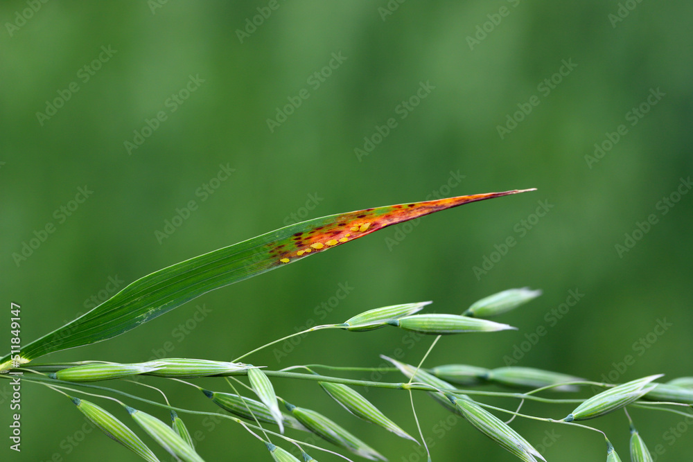 False-oatgrass aphid Metopolophium albidum on an oat leaf. The characteristic discoloration is the result of feeding by this pest. False-oatgrass aphid Metopolophium albidum on an oat leaf. The characteristic discoloration is the result of feeding by this pest.